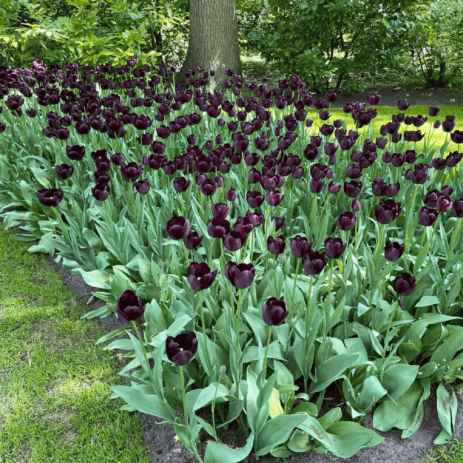 Tulpe 'Queen of Night'